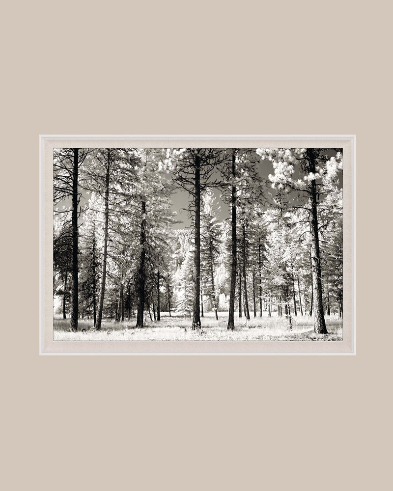 Forest Stroll Art